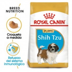  Shih tzu Junior 1,5kgs