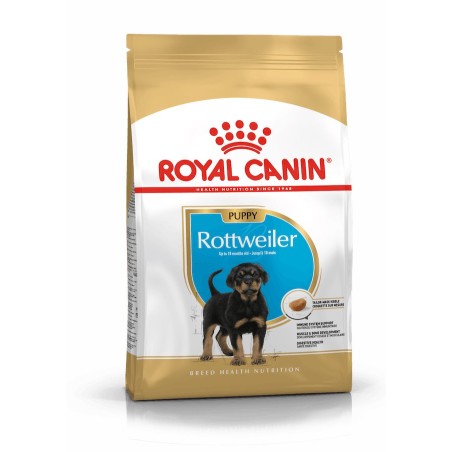  Rottweiler Junior 