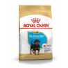  Rottweiler Junior 