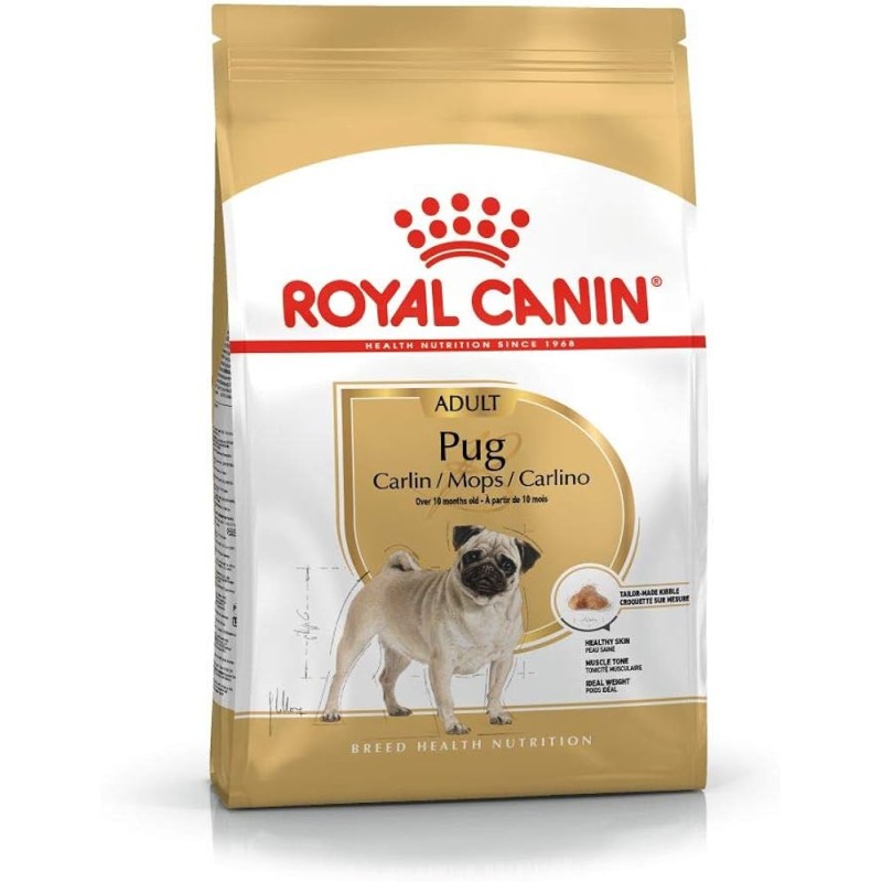 Carlino (Pug) Adulto Carlino (Pug) Adulto