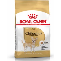  Chihuahua Adulto 