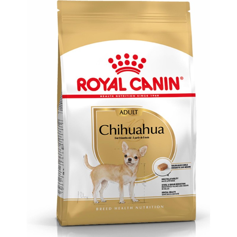  Chihuahua Adulto 
