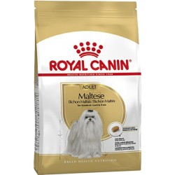  Bichón Maltés  