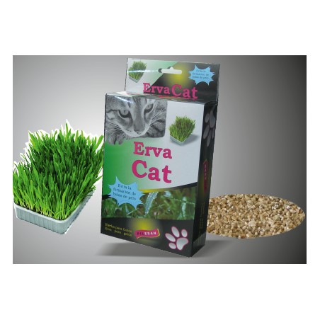 Erva Cat