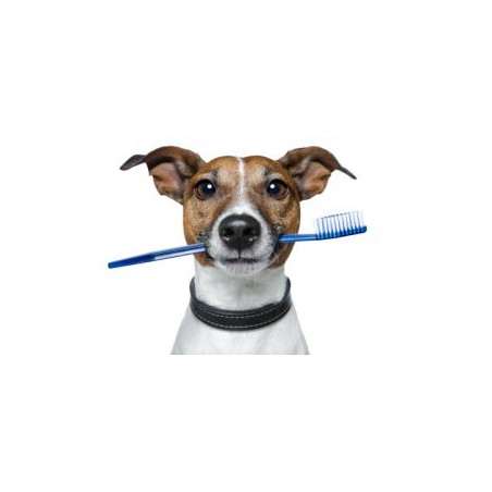 Higiene bucal perros
