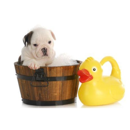 Salud e higiene cachorros