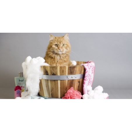 Champús y acondicionadores para gatos
