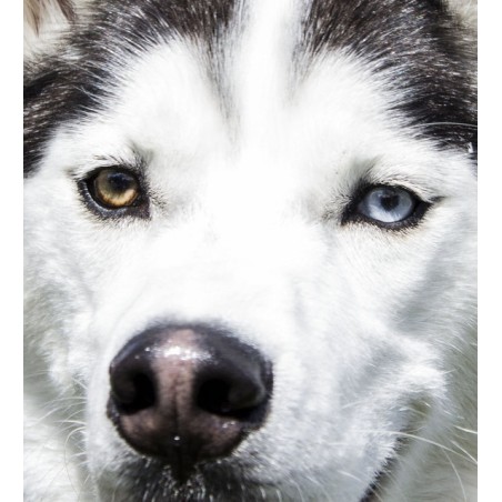 Higiene de ojos y oidos  perro