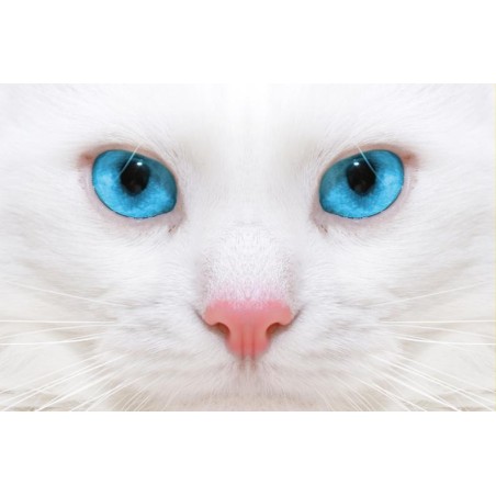 Higiene de ojos y oidos gatos