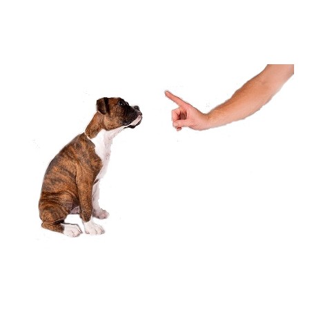 Educación y adiestramiento cachorros