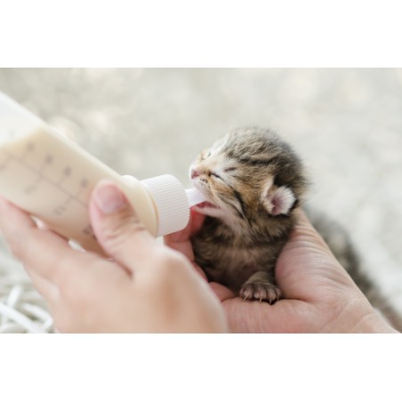 Leche y complementos