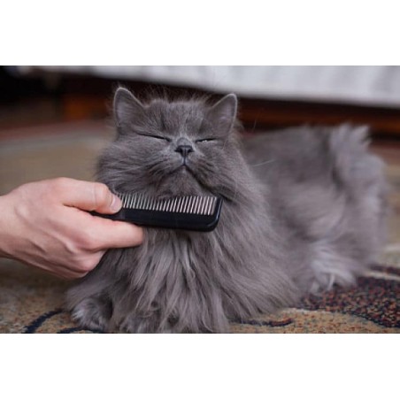 Higiene del pelo del Gato