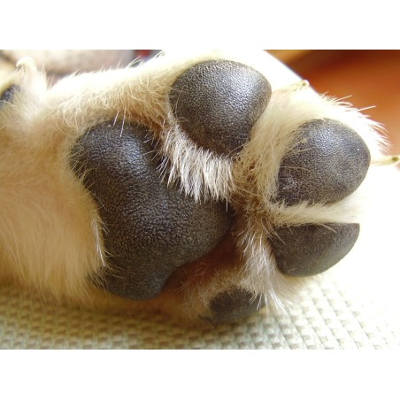 Higiene de patas y uñas