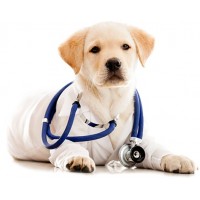 Medicamentos y Complementos nutritivos perros