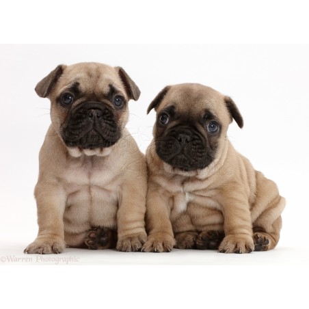 Especial Cachorros