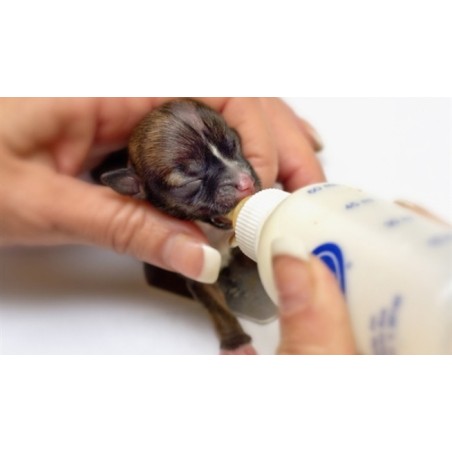 Piensos para cachorros